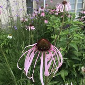 Showtuin Aartselaar Echinacea Verbena Showtuin rreac04 Publiek Aartselaar Echinacea Verbena